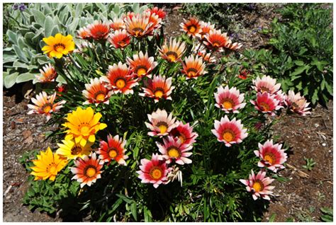 Drought-Tolerant, Low-Maintenance Flowers – The Creative Salad