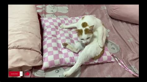 [sleep] Cats Cute And Funny Cat Videos Compilation2023 Part 6 Cat