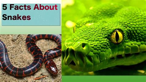 10 Facts About Snakes