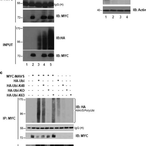 MAVS Undergoes K63 And K48 Linked Ubiquitination In Vivo A HEK293