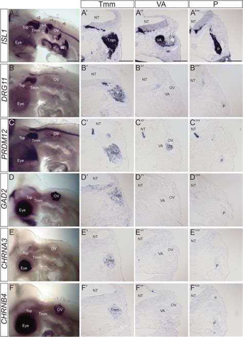 Expression Patterns Of Trigeminal Ganglion Specific Markers A