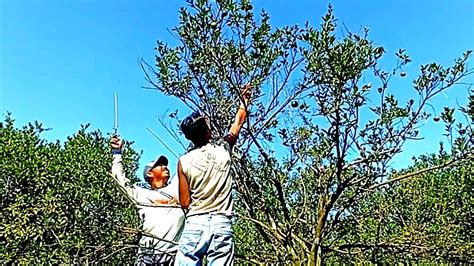 Kalau Begini Bisa Cepat Kaya Mikat Burung Di Kebun Jeruk Pakai Mp3