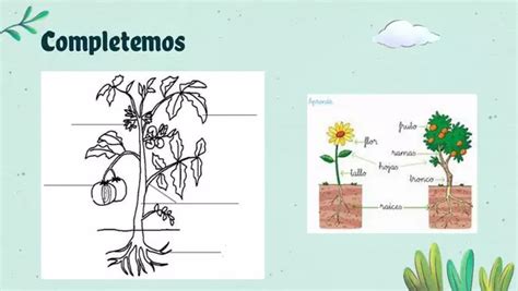 Clase De Repaso Partes De Las Plantas Profe Social