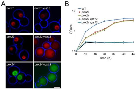 pex23 vps13 and pex24 vps13 cells are peroxisome deficient. (A) FM ... 