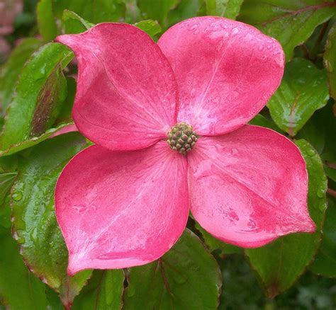 Cornus Florida Rubra Drew Flickr