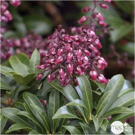 Pieris Japonica Passion H 5060 Cm Conteneur 15 Litres Truffaut