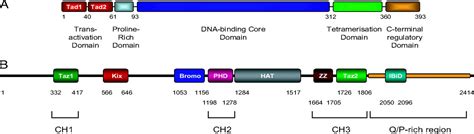 Four Domains Of P300 Each Bind Tightly To A Sequence Spanning Both