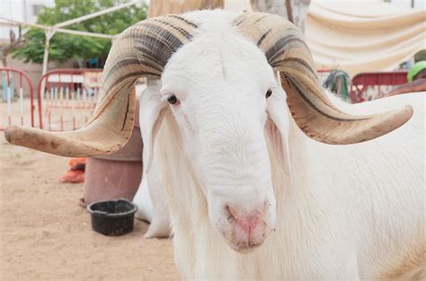 E Commerce Pour La Tabaski Afrimarket Et Lebara Livrent Des Moutons