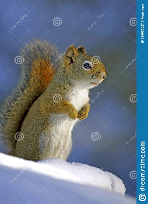 Curious Squirrel Standing on Snowy Hill in Forest, Looking Stock Image ...