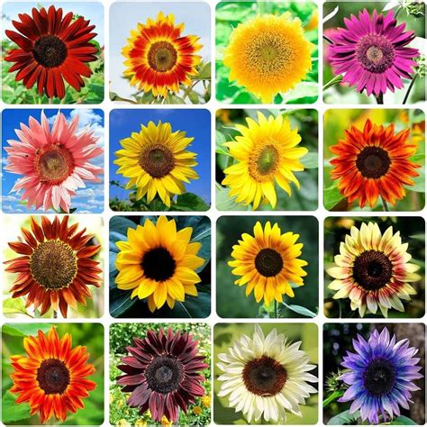 Heirloom Non-GMO Sunflower Seeds, 15 Varieties, Attracts Pollinators ...