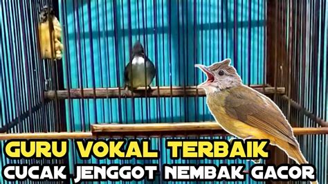 Pancingan Ampuh Cucak Jenggot Gacor Nembak Mbeset YouTube