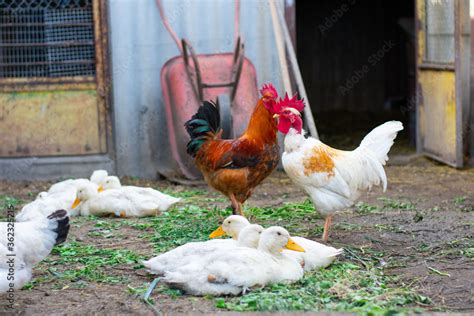 Poultry Yard Naked Neck Breed Of Chicken In Farm It Is Naturally