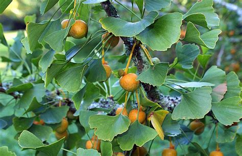 Miłorząb Chiński Ginkgo Biloba ID 1042 DobreNasiona