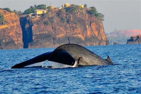 Trincomalee Whale And Dolphin Watching Tour Sri Lanka