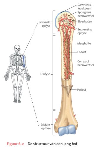 Anatomie Het Beenderenstelsel Flashcards Quizlet