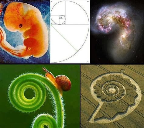 Introdução Frequências Fibonacci E Frequências De Cura 7 Chakras