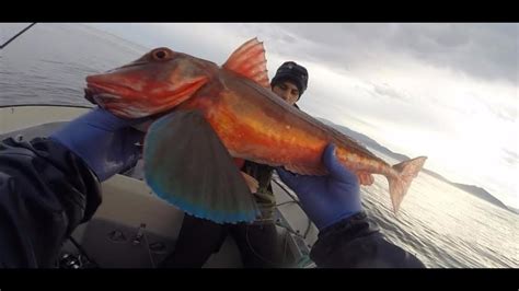 Jigging Com Vinis Fiish Black Minnow Ruivos Sea Robin Youtube