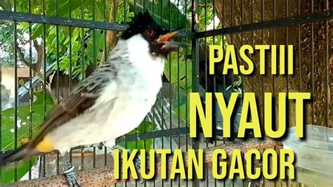 Suara Burung KUTILANG GACOR Cocok Buat Pancingan Kutilang Agar Nyaut