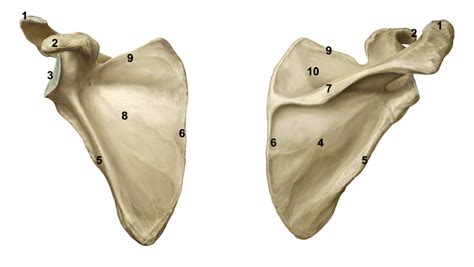 Bio Scapula Diagram Diagram Quizlet