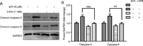 Figure From Polyphyllin Vii Induces Apoptosis And Autophagy Via