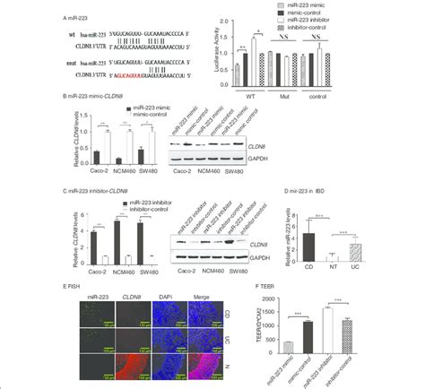 Identification Of Mir223 In Targeting Cldn8 In Colonic Epithelial