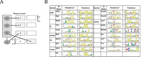 Figure From A Phage Display System To Profile The Dna Binding