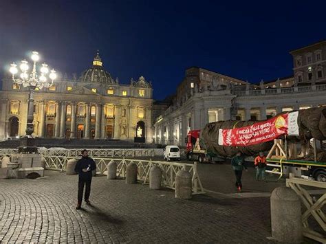 Vaticano Alle 17 Acceso Lalbero Di Natale A Piazza San Pietro