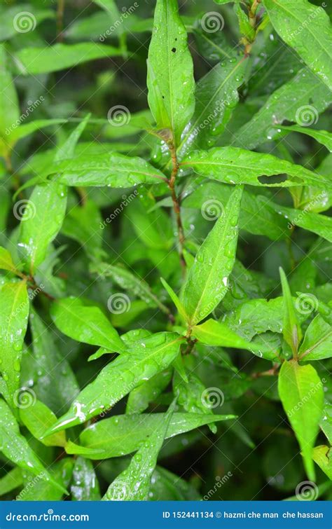 Vietnamese Coriander Plant Leaf Stock Photo - Image of plant, coriander ...