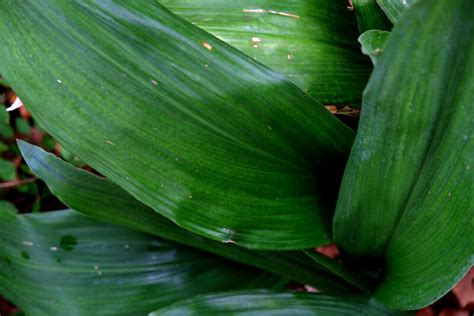 Cast Iron Plant Aspidistra Elatior Care Growing Guide