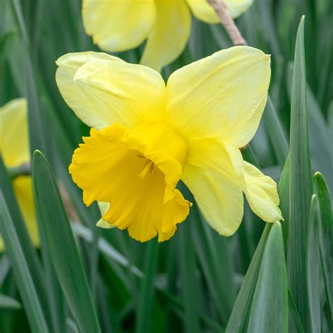 Narcissus 'Golden Harvest' - 10 Bulbs | Buy Daffodil Bulbs Online