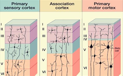 Neocórtex Estructura Y Funciones