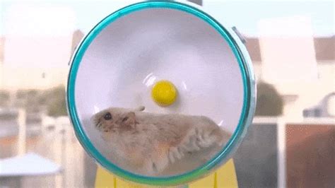 Gifs De Roue De Hamster Rongeurs Anim S Courir Dans Une Roue