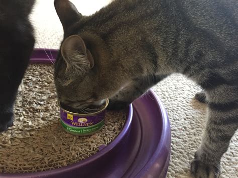 #HealthyMeetsHappy with Wellness Complete Health Cat Food - The Jewish Lady