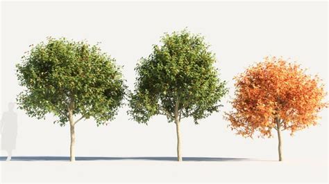 Modelo 3d Acer Negundo Tree 2 TurboSquid 2084670