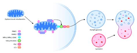 Mitophagy Schematic Representation Of The Autophagy Machinery Partly Download Scientific