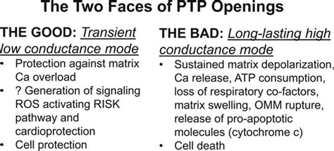 New Roles For An Old Pore Circulation Research