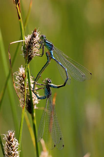 Coenagrion Lunulatum May Snarup Mose Faaborg Denma Erland