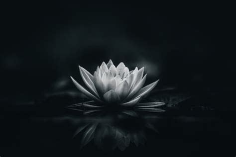 Black Lotus Flower Wallpaper