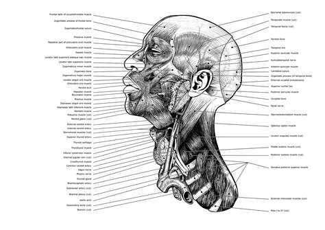 Head And Neck Anatomy On Behance