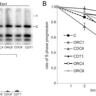 Meier Gorlin Syndrome Patients Lbls Display Impaired Origin Licensing