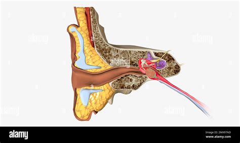 Labyrinthitis Hi Res Stock Photography And Images Alamy