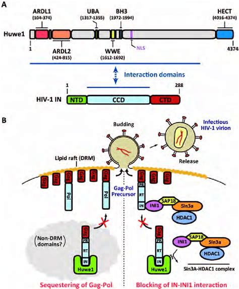 A Novel Hiv 1 In Binding Protein Huwe1 A Interacting Domains