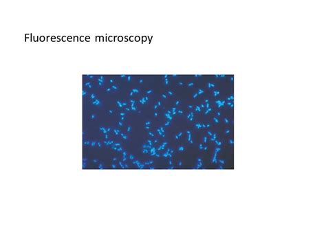 Mbio Lecture Phase Contrast Microscopy Dark Field Microscopy Ppt