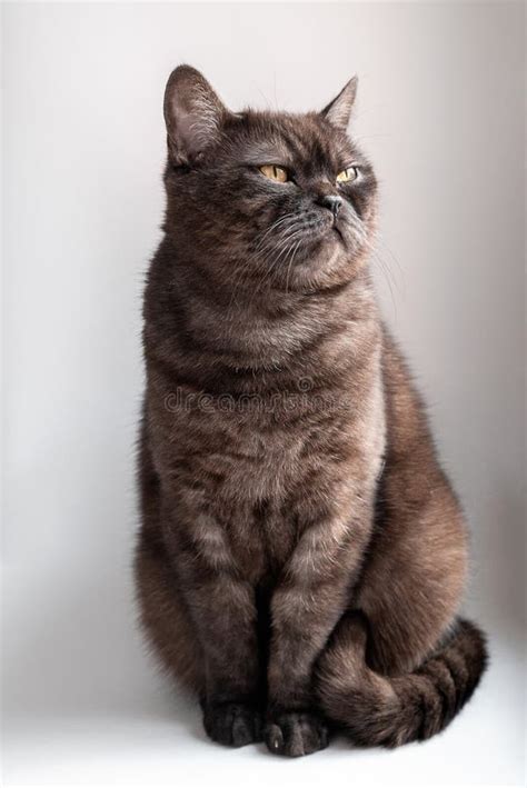 Portrait Of Cute Gray Tabby Cat With Yellow Eyes Making Funny Face