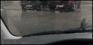 Periquito Fuck Yea Memeteca