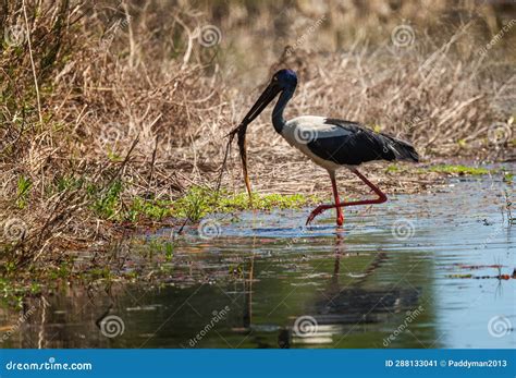 Black Necked Stork Ephippiorhynchus Asiaticus Female Bird Stock