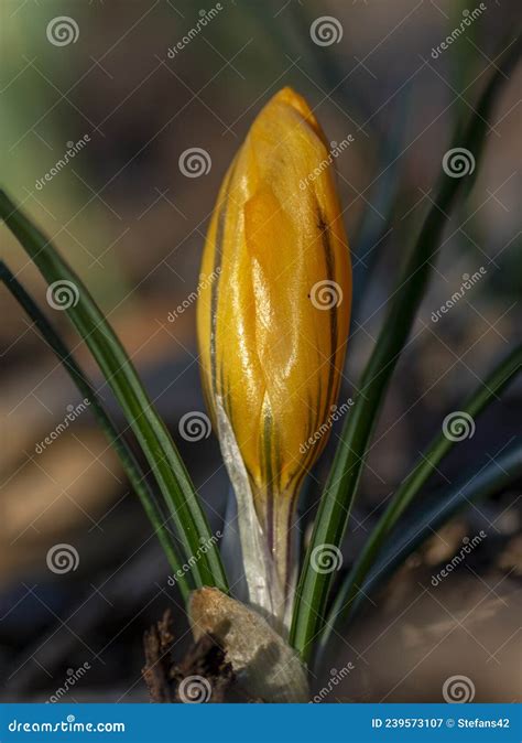 A Yellow Crocus Crocus Flavus Or Dutch Yellow Crocus Flower With Green