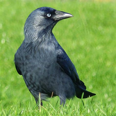 Free photo: Jackdaw - Animals, Bird, Birds - Free Download - Jooinn