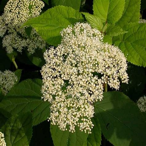 Hydrangea arborescensWild Hydrangea | DROPSEED