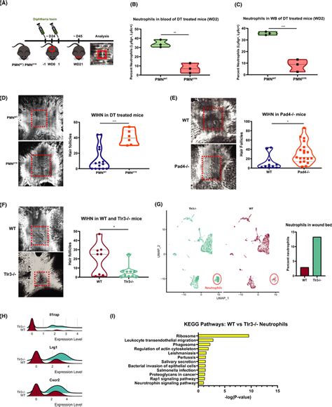 Mature Neutrophils Inhibit WIHN A Schematic Of Neutrophil Depletion